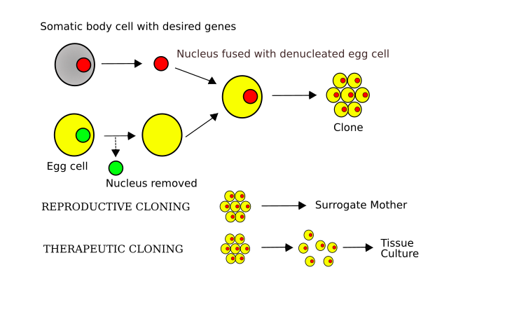 File:Cloning diagram english.svg