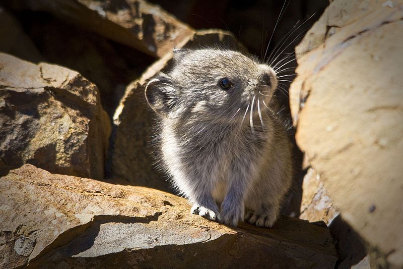 File:Collared Pika (6187105360).jpg