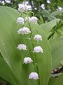 Convallaria close-up