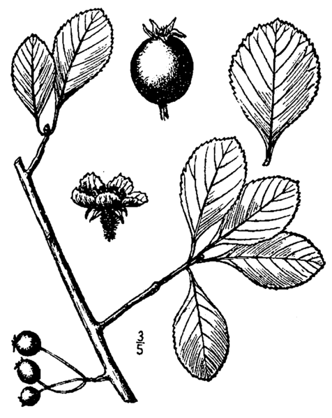 File:Crataegus berberifolia.png