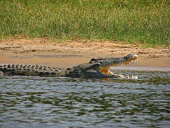 Crocodylus niloticus (order Crocodilia)