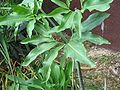 Dracunculus vulgaris leaves