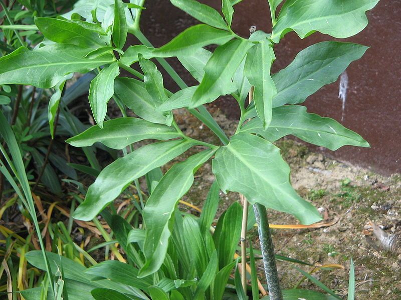 File:Dracunculus vulgaris leaves.jpg