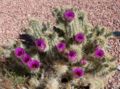 Echinocereus engelmannii