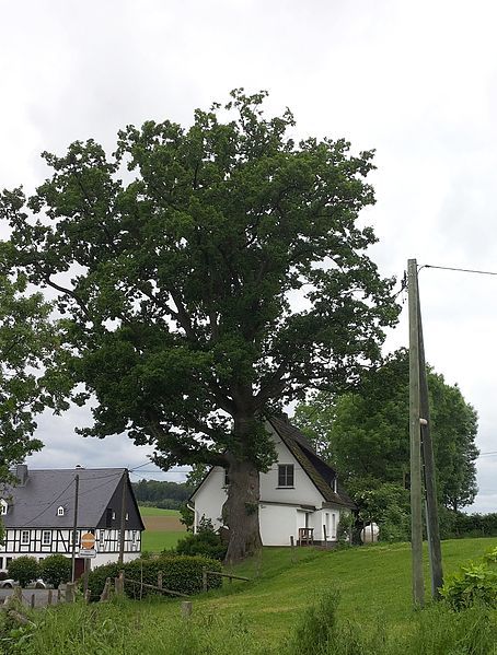 File:Eiche in Schmallenberg-Obringhausen.jpg