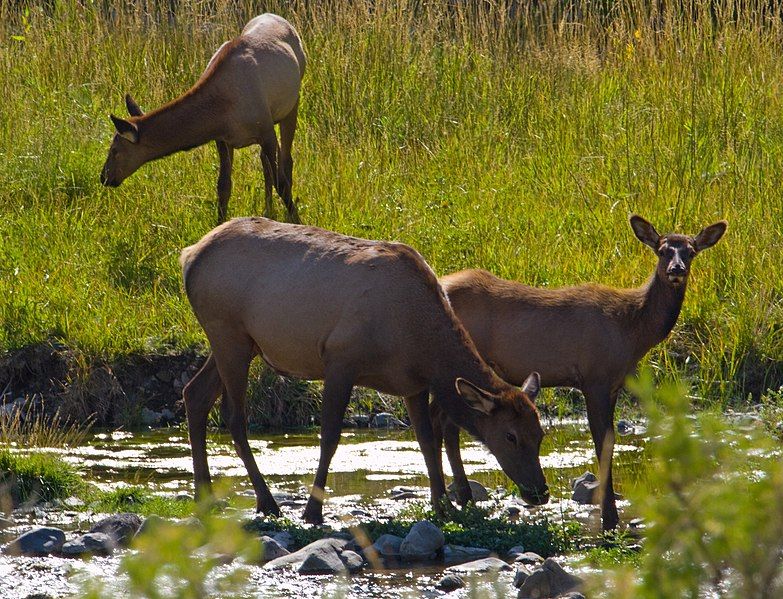 File:Elk 2 (8005275573).jpg