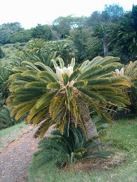 File:Encephalartos friderici-guilielmi KirstenboshBotGard09292010G.JPG