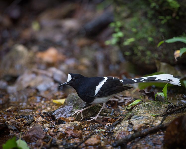 File:Enicurus leschenaulti.jpg