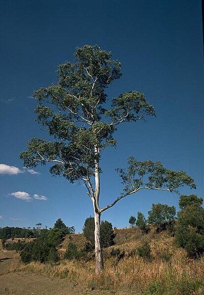 File:Eucalyptus dorrigoensis.jpg