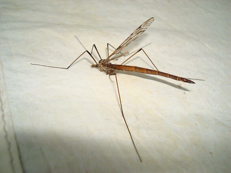 File:Female crane fly.jpg