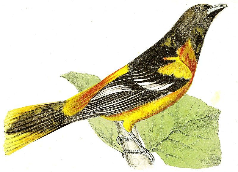 File:Fenimore-Cooper-golden-oriole-1851.jpg