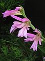 Gladiolus italicus