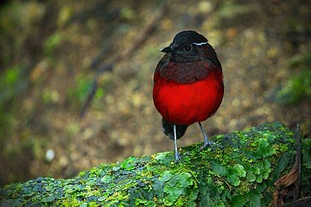 Graceful pitta, by JJ Harrison