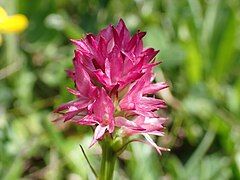 Gymnadenia dolomitensis