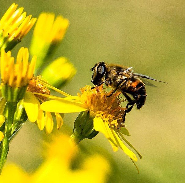 File:Honey Bee Flower.jpg