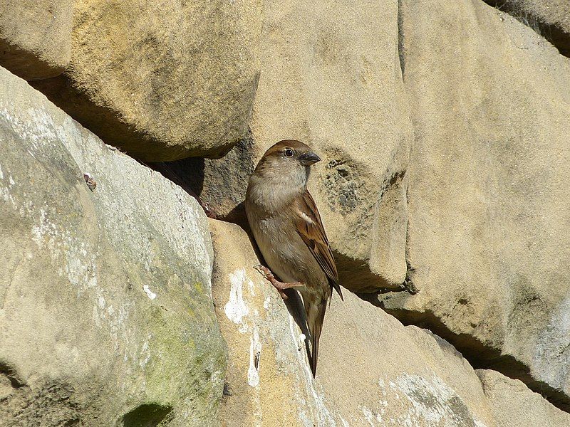 File:House Sparrow (6890256554).jpg