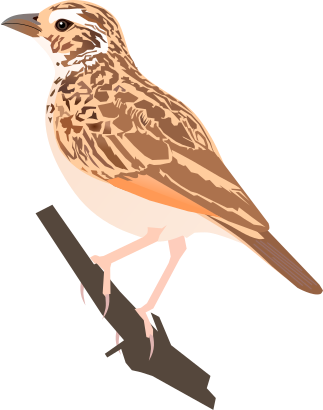 File:Indian Bushlark.svg