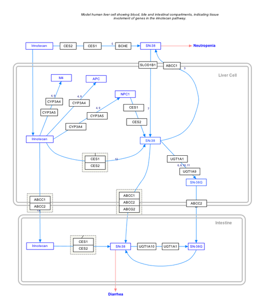 File:IrinotecanPathway WP229.png