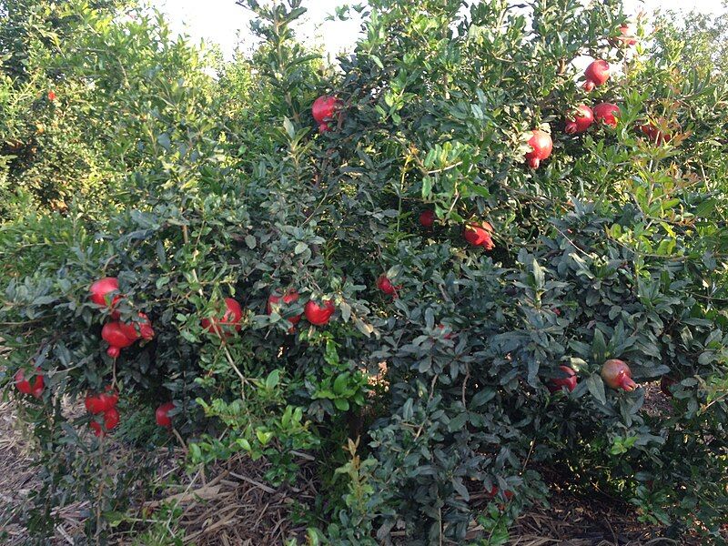 File:Karkamb Pomegranate.jpg