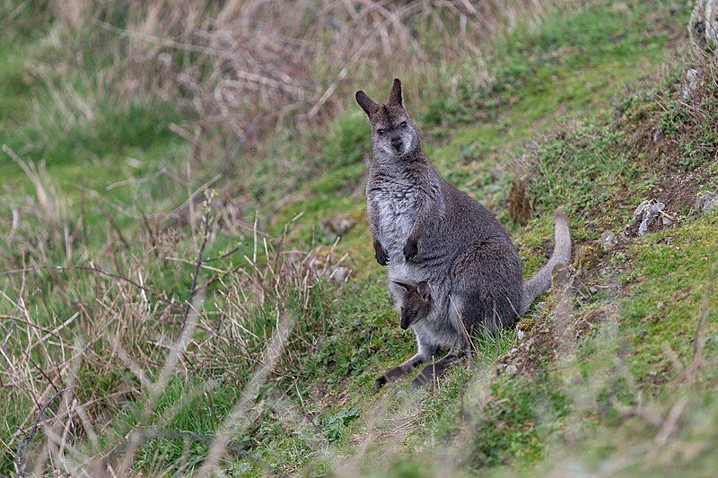 File:Lambay Island Wallaby.jpg