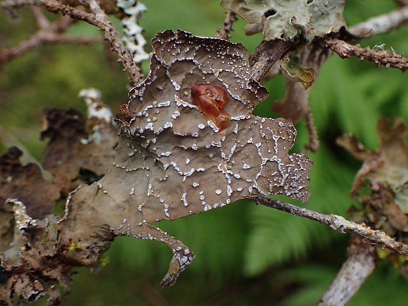 File:Lobaria anomala 207664822.jpg