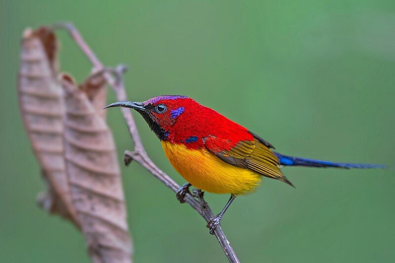 File:MRS GOULD'S-SUNBIRD.jpg