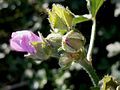 Malva alcea close-up