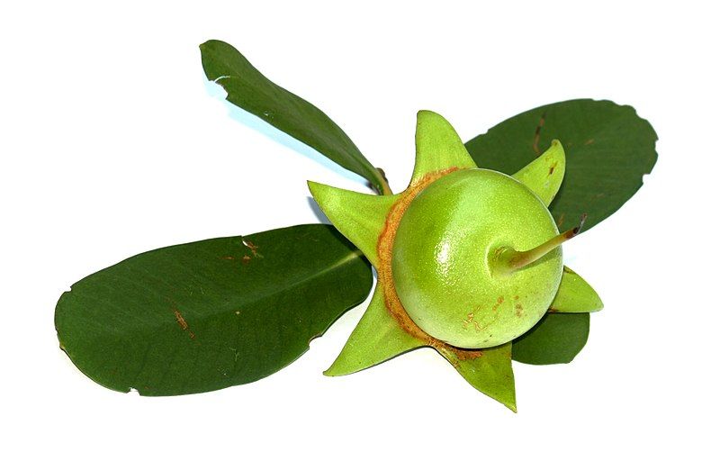 File:Mangrove Apple.JPG