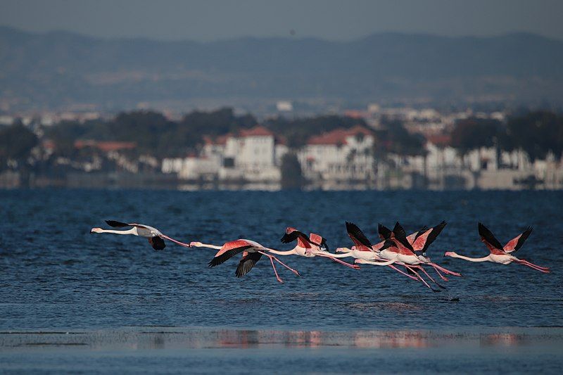 File:MarMenor Flamingos.jpg