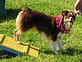 Miniature Australian Shepherd