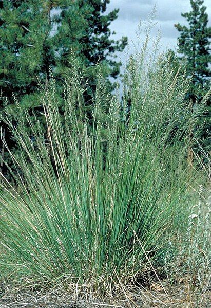 File:Muhlenbergia montana.jpg