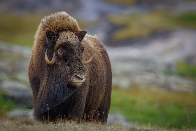 File:Musk-Ox (Male).jpg