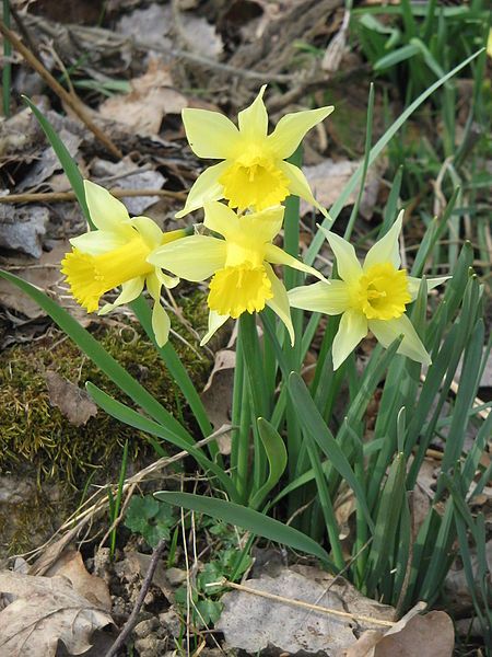 File:Narcissus pseudonarcissus004.jpg