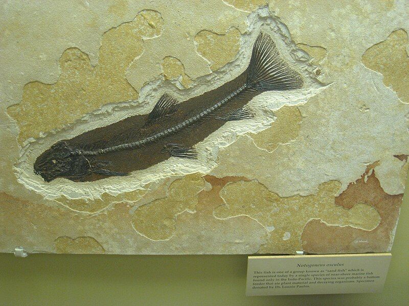 File:Notogoneus osculus UMNH.jpg