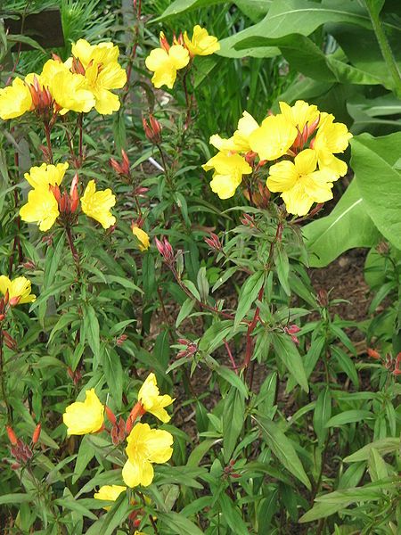 File:Oenothera tetragona01.jpg