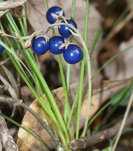 File:Ophiopogon japonicus (fruits).jpg