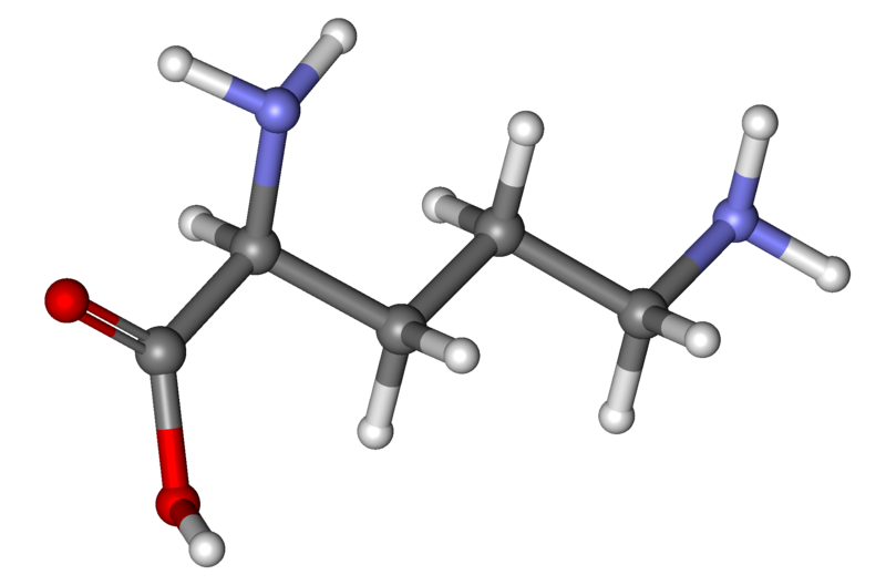 File:Ornithine ball-and-stick.png