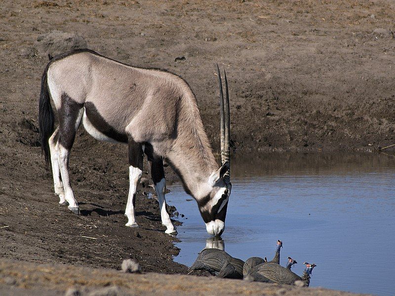 File:Oryx gazella (Chudop).jpg