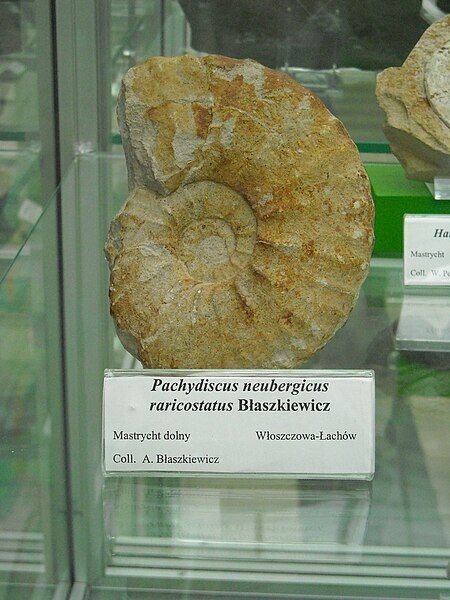 File:Pachydiscus neubergicus.jpg