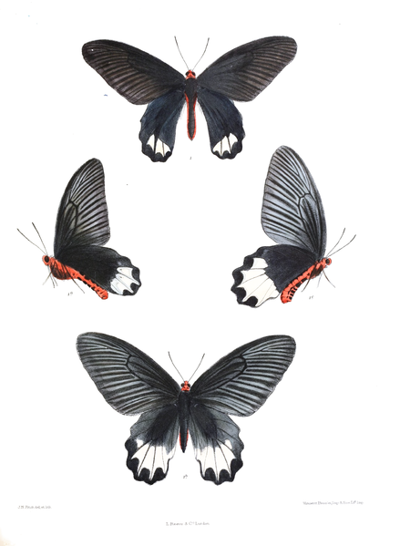 File:PangeranaZaleucus 425.png