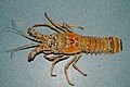 Caribbean spiny lobster (Panulirus argus)