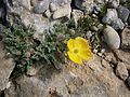 Papaver rhaeticum