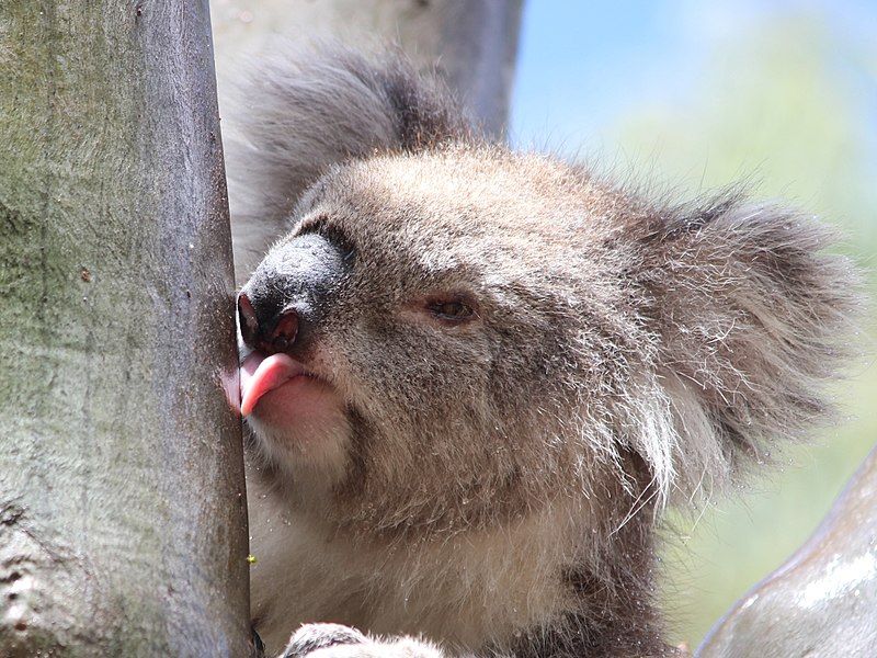 File:Pat-active-koala-licking-tree-020217p12lowres.jpg