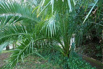 Phoenix canariensis