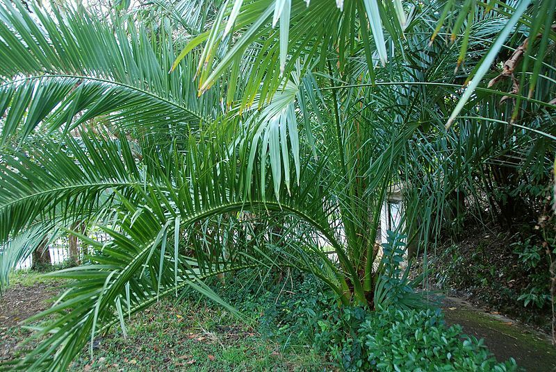 File:PhoenixCanariensis ULB.jpg