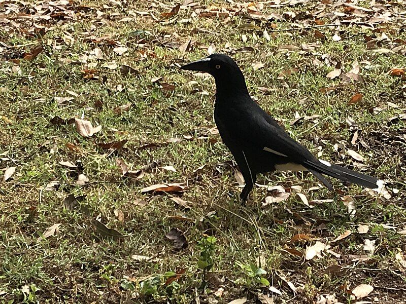 File:Pied Currawong.jpg