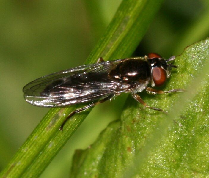 File:Platycheirus.albimanus fem.1.jpg