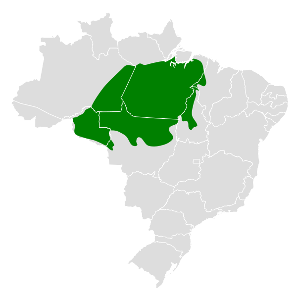 File:Polioptila paraensis map.svg