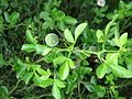 Citrus trifoliata