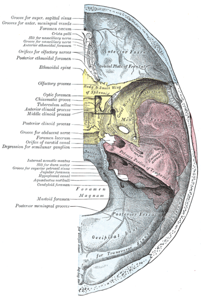 File:Processusclinoideusanterior.PNG